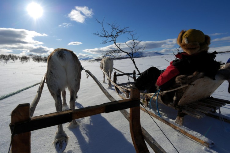 Ecotourism reindeer sledding tour with Reindeers, Rangifer tarandus, Övre Soppero, Lapland, Norrbotten, Sweden. Sledding safari tour.