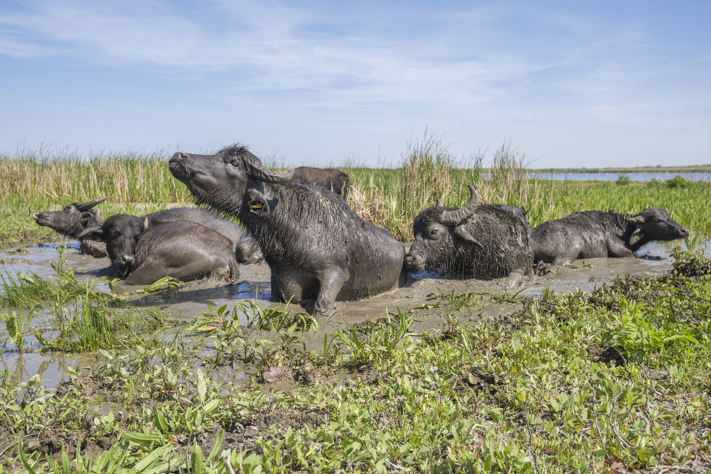 Wallowing water buffalos